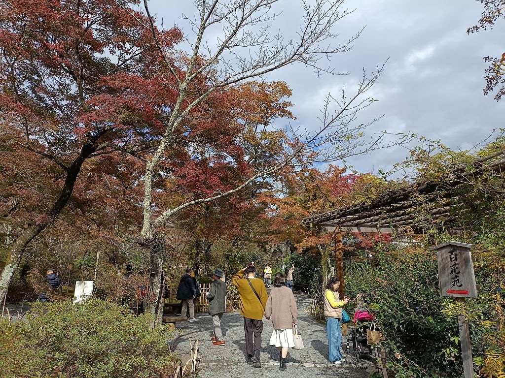 20231114~28關西自由行d4(嵐山與金閣寺)