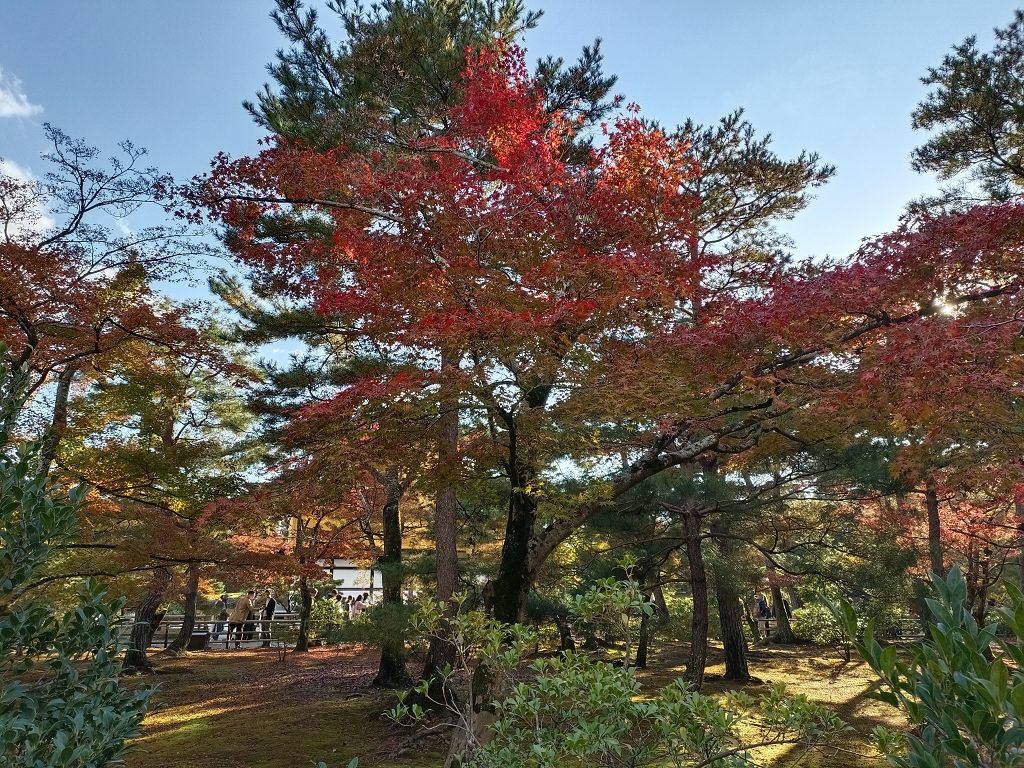 20231114~28關西自由行d4(嵐山與金閣寺)