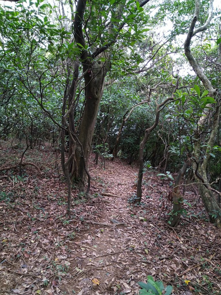 20240217 北海岸揀山頭(下奎柔山,駱駝峰,大單面山和