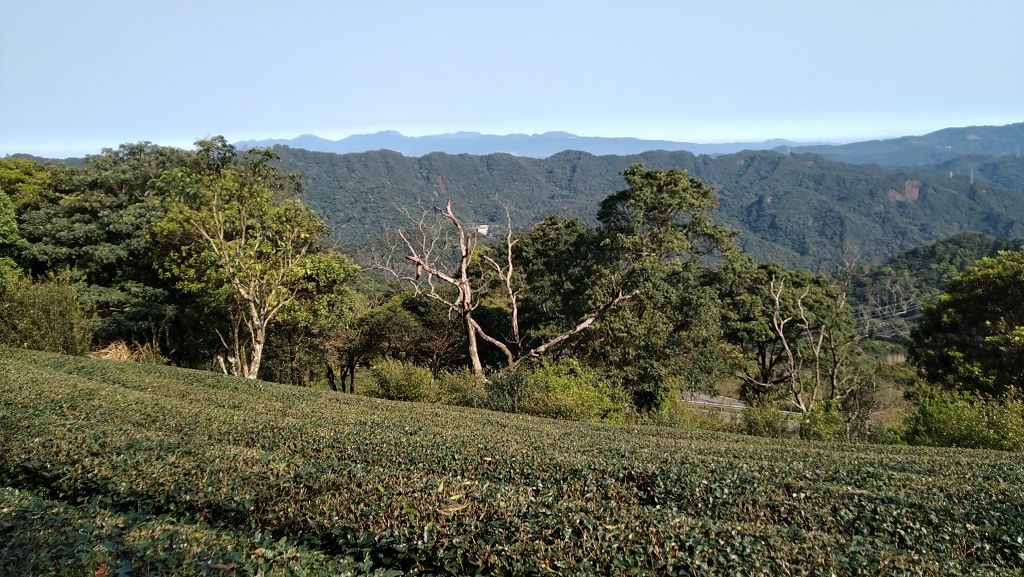 20240304 雲海山---獵狸尖縱走(879~885)