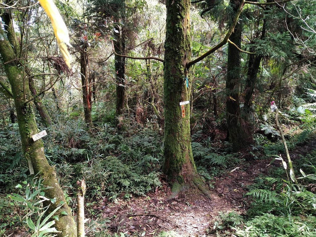 20240304 雲海山---獵狸尖縱走(879~885)