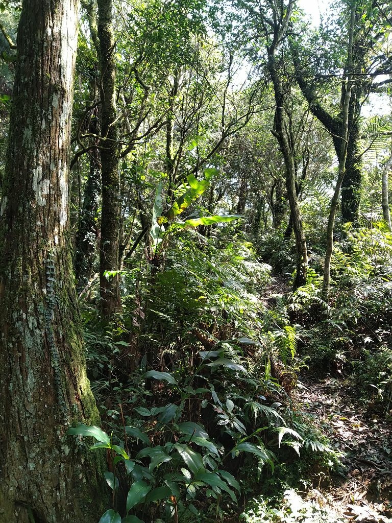 20240304 雲海山---獵狸尖縱走(879~885)