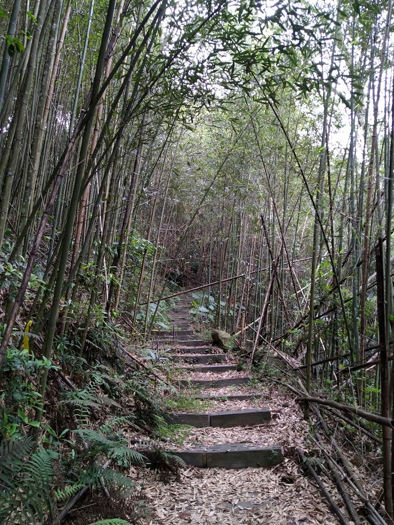 20240412 象鼻吊橋登千兩山,細道邦山與象鼻山(889