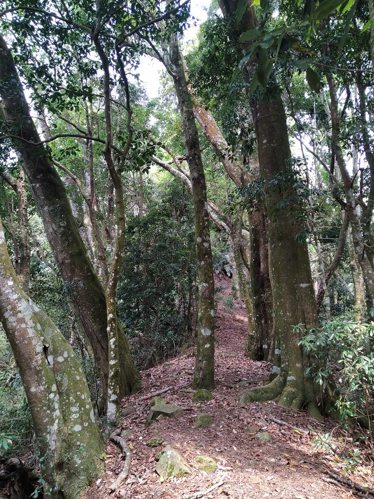 20240412 象鼻吊橋登千兩山,細道邦山與象鼻山(889