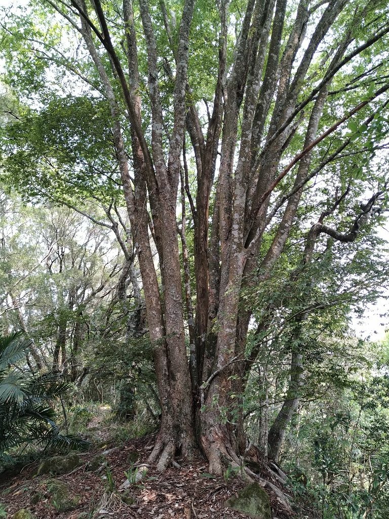 20240412 象鼻吊橋登千兩山,細道邦山與象鼻山(889