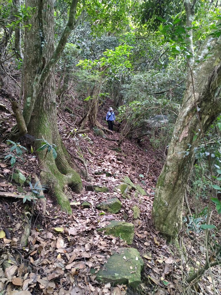 20240412 象鼻吊橋登千兩山,細道邦山與象鼻山(889