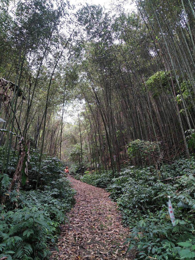 20240412 象鼻吊橋登千兩山,細道邦山與象鼻山(889