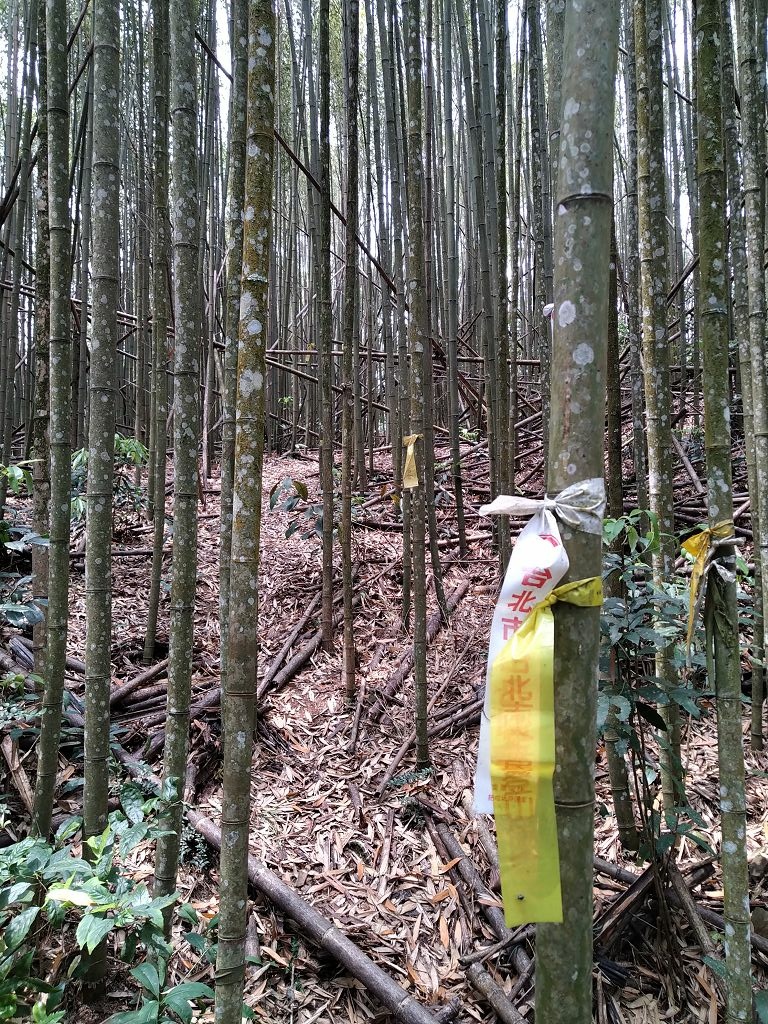 20240412 象鼻吊橋登千兩山,細道邦山與象鼻山(889