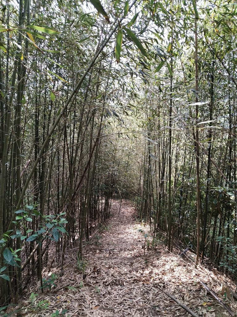 20240412 象鼻吊橋登千兩山,細道邦山與象鼻山(889