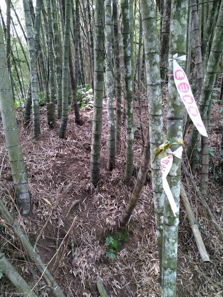 20240412 象鼻吊橋登千兩山,細道邦山與象鼻山(889