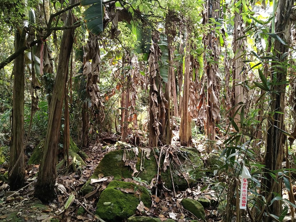 20240412 象鼻吊橋登千兩山,細道邦山與象鼻山(889