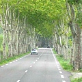 油桐樹綠色隧道