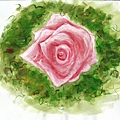 rose1