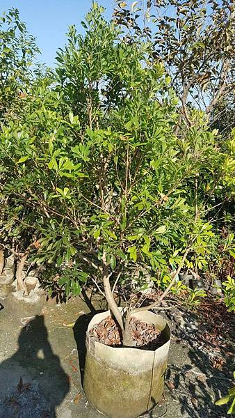 東魁楊梅-成樹/頭部5CM左右,移植袋裝/請先來電詢價