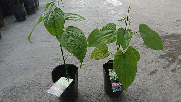 售 星星果 印加果實生苗 請先來電詢價 鑫鈺聯售 痞客邦