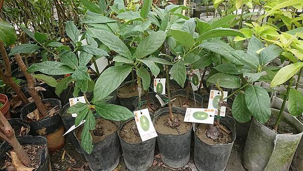 售 加林1號 紅心圓 十月紅 厚兒酪梨嫁接苗 請先來電詢價 鑫鈺聯售 痞客邦 售 加林1號 紅心圓 十月紅 厚兒酪梨嫁接苗 請先來電詢價 鑫鈺聯售 痞客邦