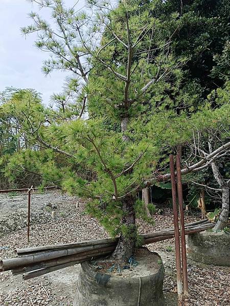 五葉松/現場挑選與報價