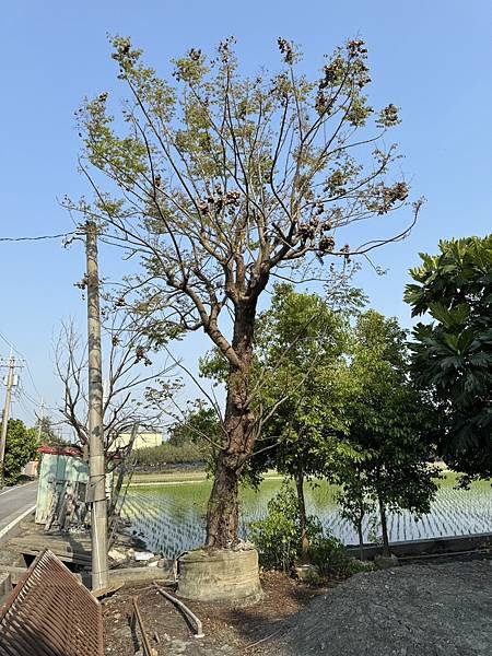 台灣灤樹1棵/現場報價