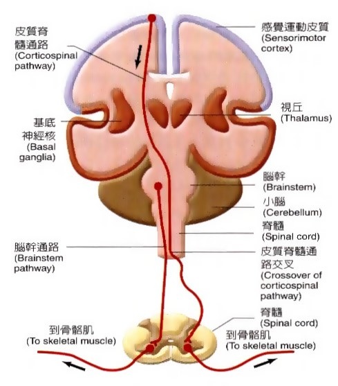 大腦傳遞