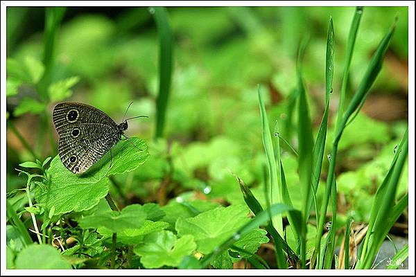 0504129桐花DSC_3203