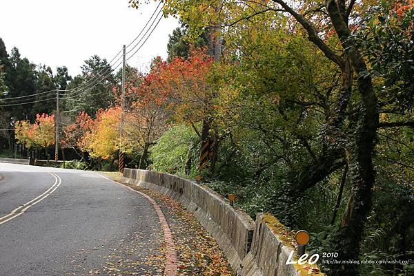 阿里山公路賞楓 013