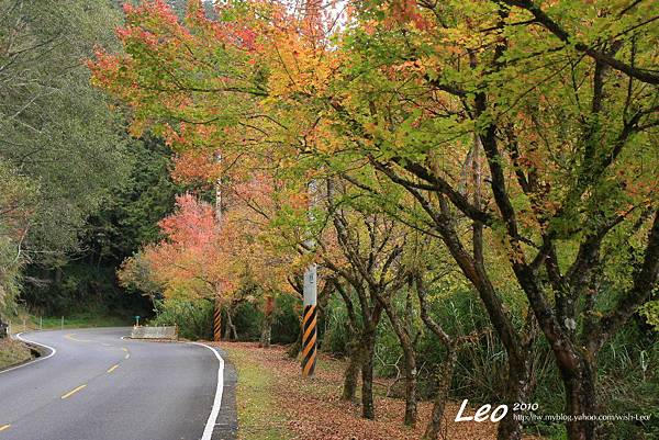 阿里山公路賞楓 026