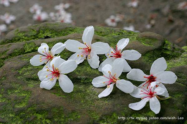油桐花023 油桐花023