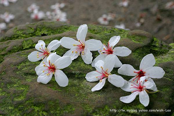 油桐花023