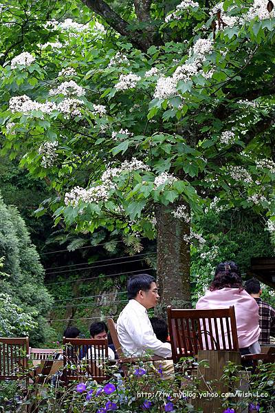 油桐花坊004