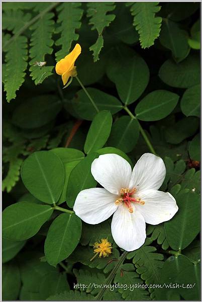 油桐花003 油桐花003