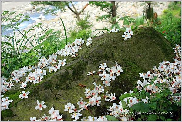 油桐花006