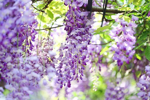 IMG_1045.jpg IMG_1045.jpg