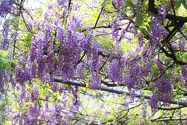 IMG_1079.jpg IMG_1079.jpg