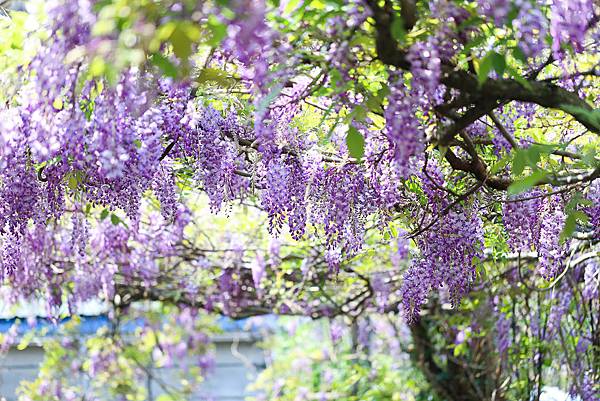 IMG_1063.jpg IMG_1063.jpg