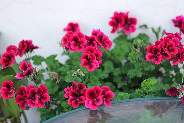 IMG_1106.jpg IMG_1106.jpg