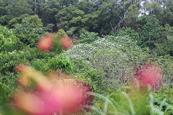 IMG_4770.jpg IMG_4770.jpg