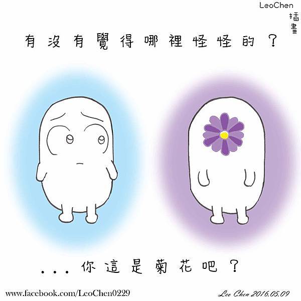 20160509 菊花.jpg