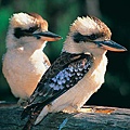 6EC_kookaburra-pair