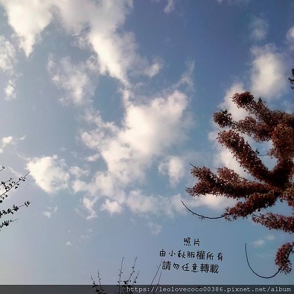 2022%2F4%2F8還有..... 我拍到這張照片..... 下午 17:20:10拍到の奇怪雲還有 #花期木#    (又稱: #泰國櫻花#  )