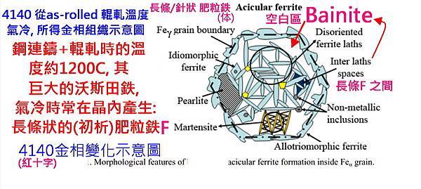 圖片 Acicular F.jpg