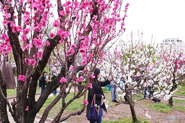 大阪城公園IMG_9489_20160404.jpg