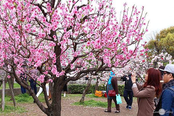 大阪城公園IMG_9490_20160404.jpg