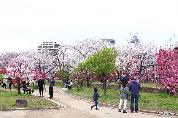 大阪城公園IMG_9497_20160404.jpg