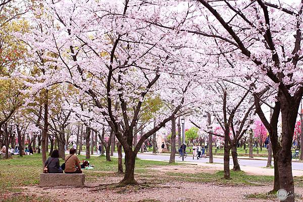 大阪城公園IMG_9510_20160404.jpg