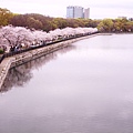 大阪城公園IMG_9620_20160404.jpg