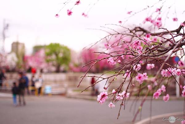 大阪城公園IMG_9671_20160404.jpg