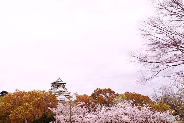 大阪城公園IMG_9666_20160404.jpg