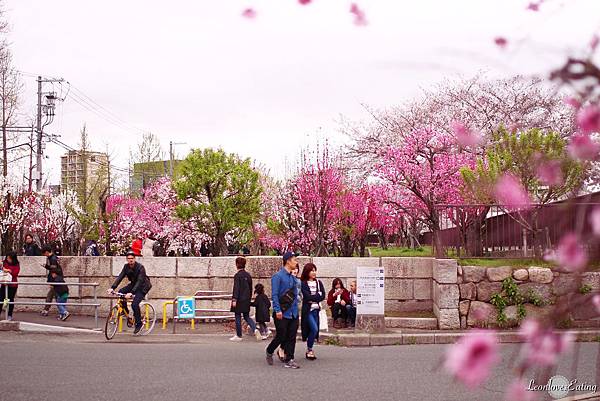 大阪城公園IMG_9672_20160404.jpg