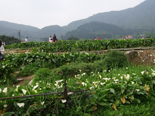 陽明山海芋