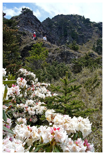 玉山杜鵑